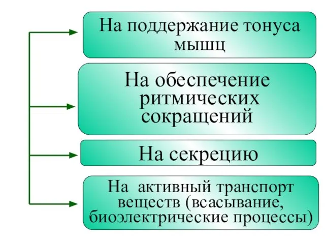 На поддержание тонуса мышц На обеспечение ритмических сокращений На секрецию На