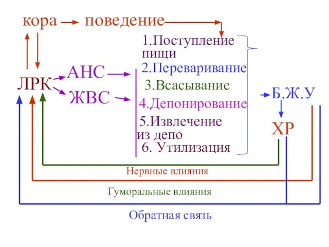 поведение кора ЛРК Б.Ж.У ХР АНС ЖВС 1.Поступление пищи 2.Переваривание 3.Всасывание