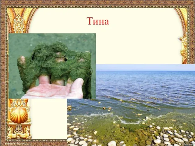 Тина