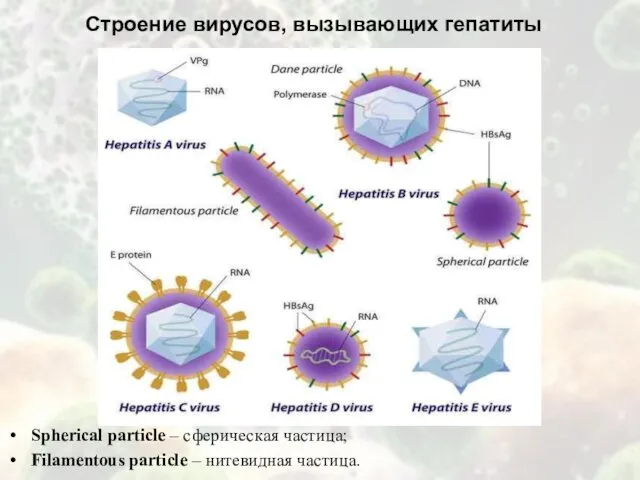 Строение вирусов, вызывающих гепатиты Spherical particle – сферическая частица; Filamentous particle – нитевидная частица.