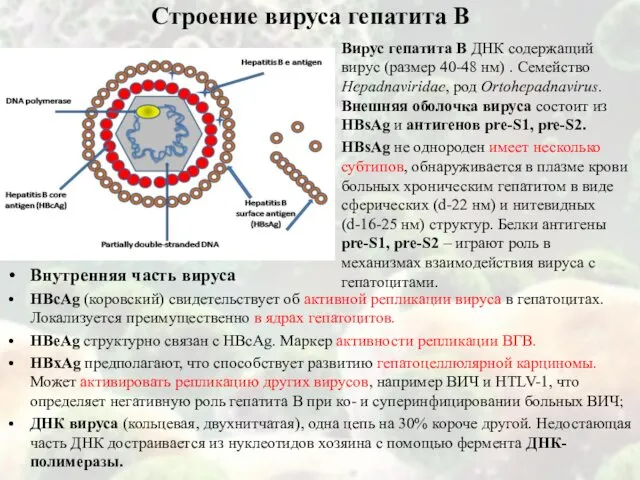 Строение вируса гепатита В Вирус гепатита В ДНК содержащий вирус (размер