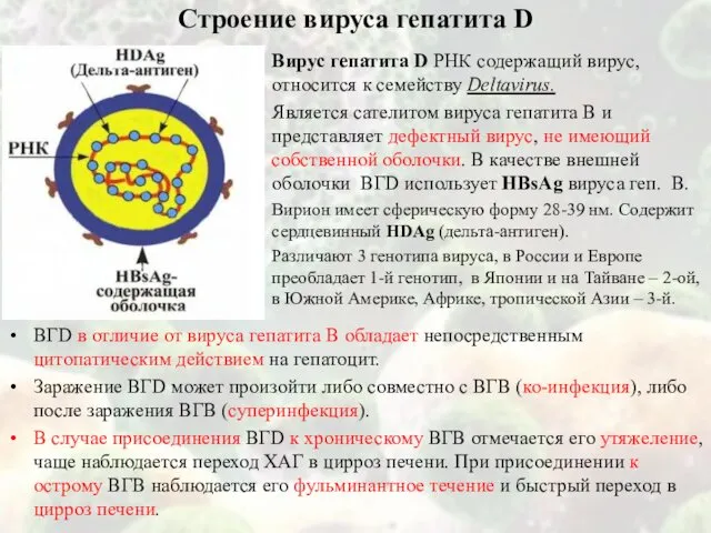 Строение вируса гепатита D Вирус гепатита D РНК содержащий вирус, относится