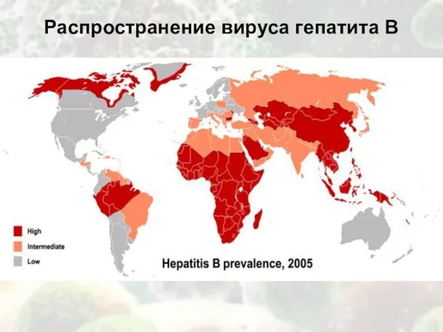 Распространение вируса гепатита В