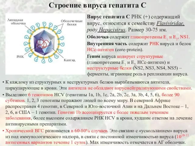 Строение вируса гепатита С Вирус гепатита С РНК (+) содержащий вирус,