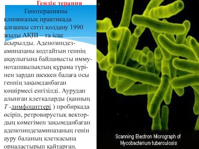 Гендік терапия Генотерапияны клиникалық практикада алғашқы сәтті қолдану 1990 жылы АҚШ