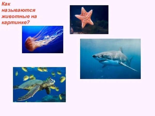 Морская звезда Черепаха Акула Медуза Как называются животные на картинке?