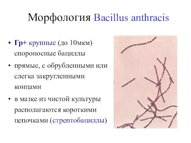 Морфология Bacillus anthracis Гр+ крупные (до 10мкм) спороносные бациллы прямые, с