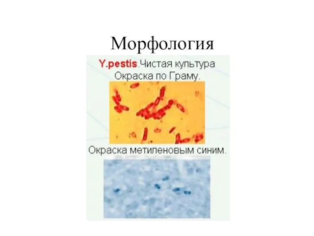 Морфология