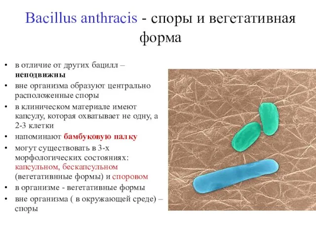 Bacillus anthracis - споры и вегетативная форма в отличие от других