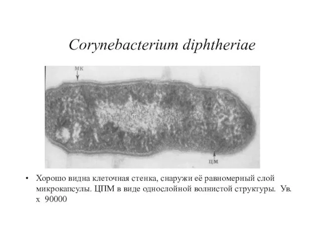 Corynebacterium diphtheriae Хорошо видна клеточная стенка, снаружи её равномерный слой микрокапсулы.