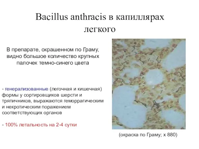 Bacillus anthracis в капиллярах легкого (окраска по Граму; х 880) В