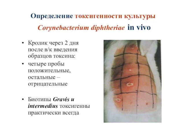 Определение токсигенности культуры Corynebacterium diphtheriae in vivo Кролик через 2 дня