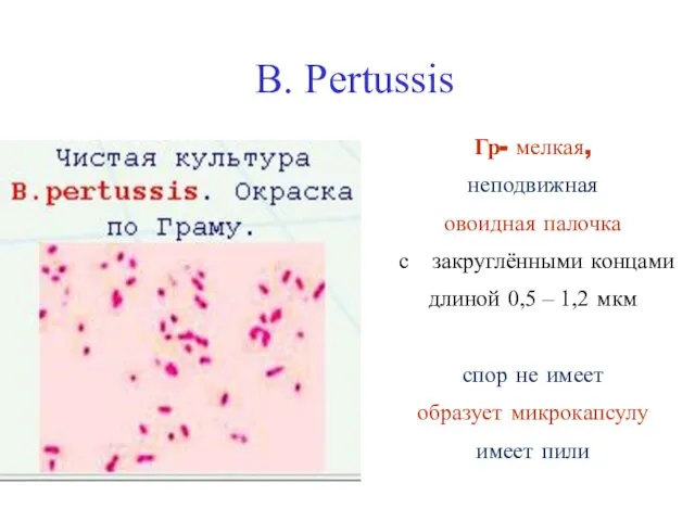 В. Pertussis Гр- мелкая, неподвижная овоидная палочка с закруглёнными концами длиной