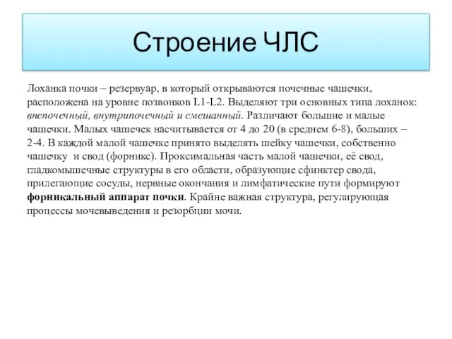 Строение ЧЛС Лоханка почки – резервуар, в который открываются почечные чашечки,