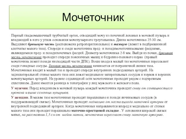 Мочеточник Парный гладкомышечный трубчатый орган, отводящий мочу из почечной лоханки в