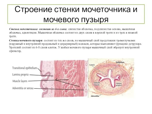 Строение стенки мочеточника и мочевого пузыря Стенка мочеточника состоит из 4-х