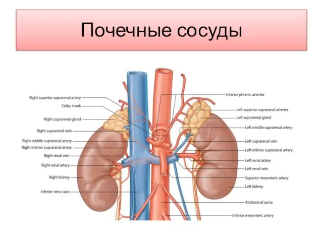 Почечные сосуды