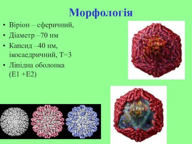 Морфологія Віріон – сферичний, Діаметр –70 нм Капсид –40 нм, ікосаедричний, Т=3 Ліпідна оболонка (Е1 +Е2)