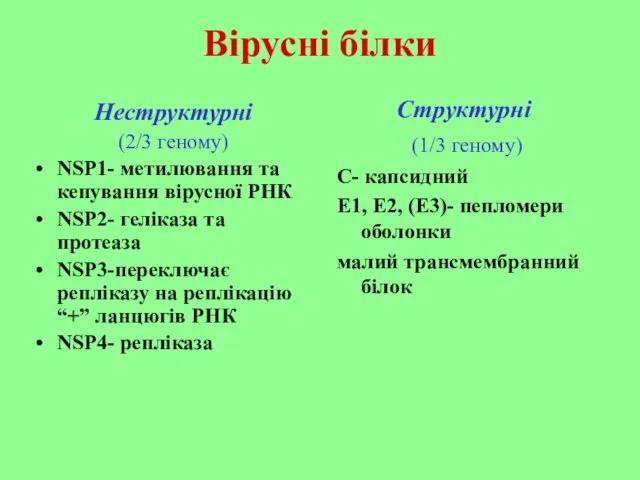 Вірусні білки Неструктурні (2/3 геному) NSP1- метилювання та кепування вірусної РНК