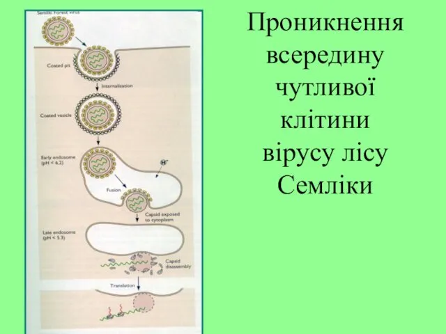 Проникнення всередину чутливої клітини вірусу лісу Семліки