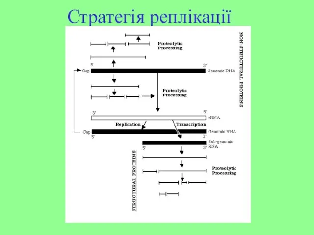 Стратегія реплікації