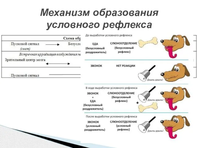 Механизм образования условного рефлекса