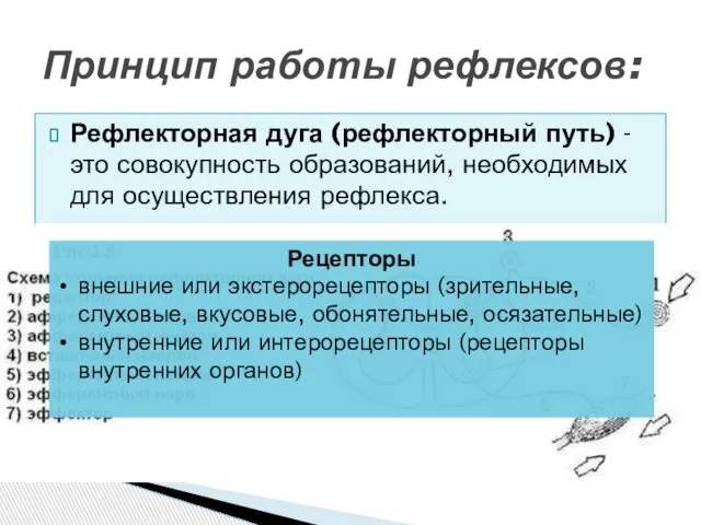 Рефлекторная дуга (рефлекторный путь) - это совокупность образований, необходимых для осуществления