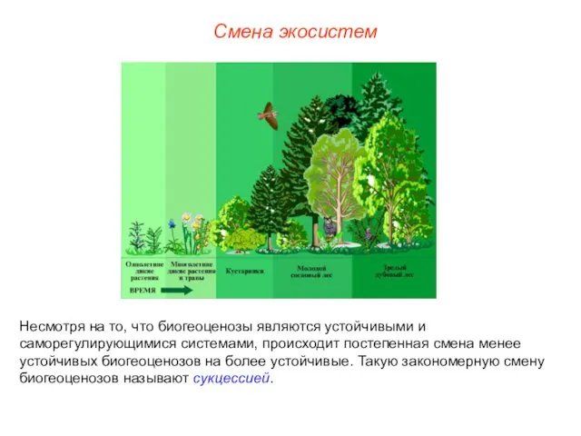 Смена экосистем Несмотря на то, что биогеоценозы являются устойчивыми и саморегулирующимися