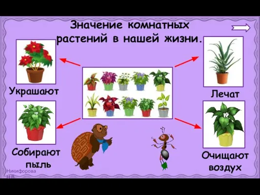 Украшают Лечат Собирают пыль Очищают воздух Значение комнатных растений в нашей жизни.