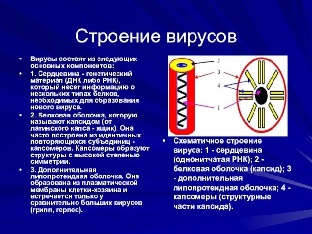 Строение вирусов Вирусы состоят из следующих основных компонентов: 1. Сердцевина -