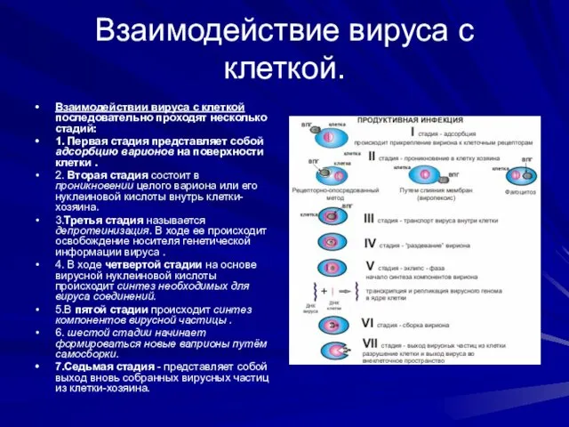 Взаимодействие вируса с клеткой. Взаимодействии вируса с клеткой последовательно проходят несколько