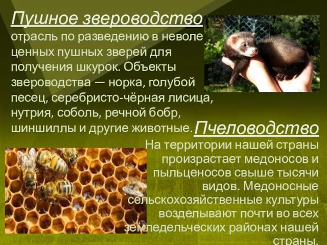 Пчеловодство На территории нашей страны произрастает медоносов и пыльценосов свыше тысячи