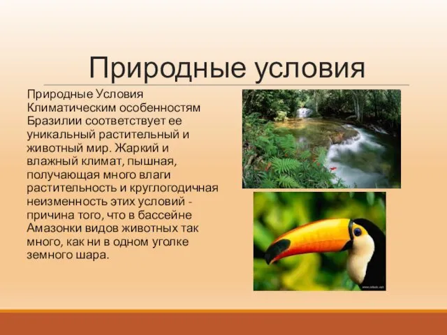 Природные условия Природные Условия Климатическим особенностям Бразилии соответствует ее уникальный растительный