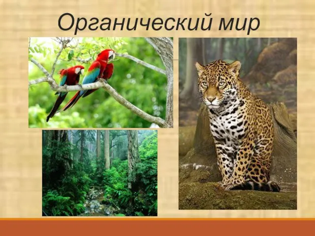 Органический мир