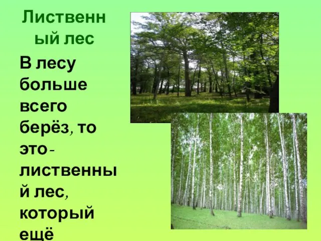 Лиственный лес В лесу больше всего берёз, то это- лиственный лес, который ещё называют березняком