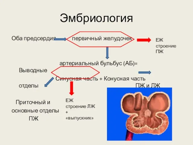 Эмбриология Оба предсердия первичный желудочек артериальный бульбус (АБ)= Выводные Синусная часть