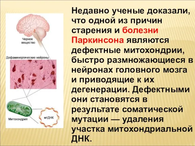 Недавно ученые доказали, что одной из причин старения и болезни Паркинсона