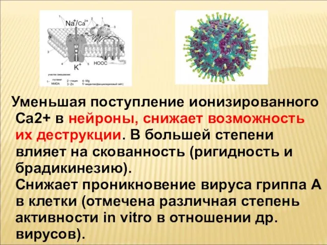 Уменьшая поступление ионизированного Ca2+ в нейроны, снижает возможность их деструкции. В