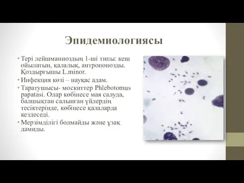 Эпидемиологиясы Тері лейшманиоздың 1-ші типы: кеш ойылатын, қалалық, антропонозды. Қоздырғышы L.minor.