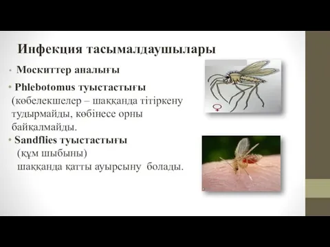 Инфекция тасымалдаушылары Москиттер аналығы Phlebotomus туыстастығы (көбелекшелер – шаққанда тітіркену тудырмайды,