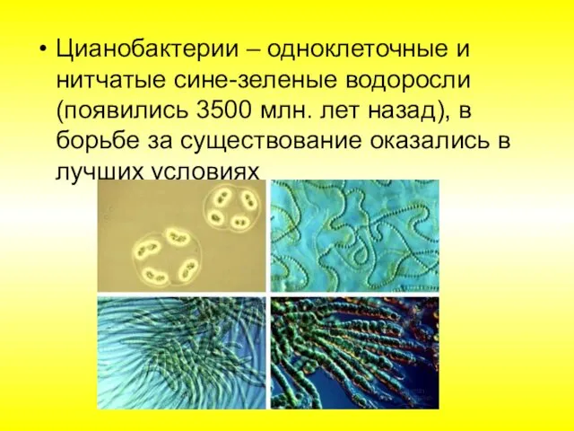 Цианобактерии – одноклеточные и нитчатые сине-зеленые водоросли (появились 3500 млн. лет