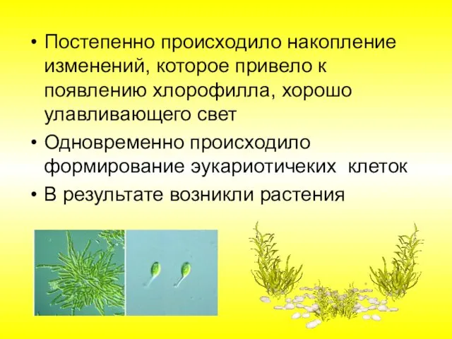 Постепенно происходило накопление изменений, которое привело к появлению хлорофилла, хорошо улавливающего