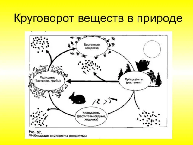 Круговорот веществ в природе