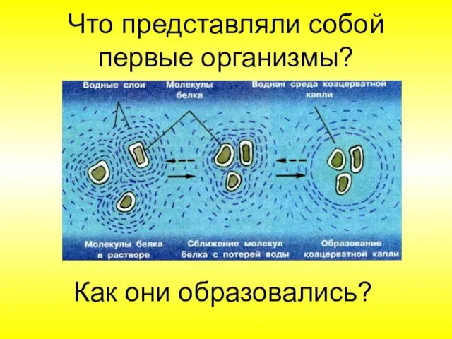 Что представляли собой первые организмы? Как они образовались?