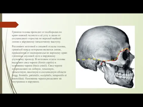 Граница головы проходит от подбородка по краю нижней челюсти к её