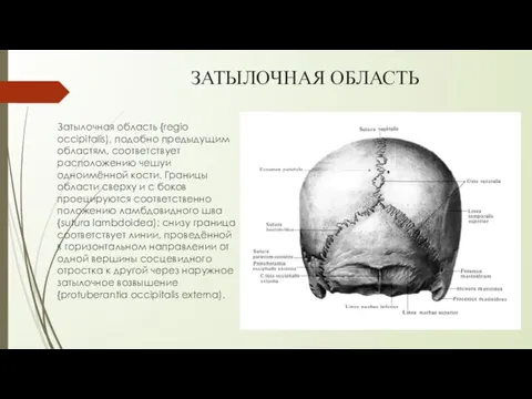 ЗАТЫЛОЧНАЯ ОБЛАСТЬ Затылочная область {regio occipitalis), подобно предыдущим областям, соответствует расположению