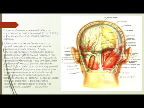 Кровоснабжение затылочной области происходит за счёт затылочной {a. occipitalis) и задней