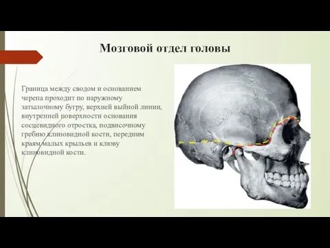 Мозговой отдел головы Граница между сводом и основанием черепа проходит по