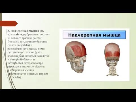 3. Надчерепная мышца (m. epicranius) двубрюшная, состоит из лобного брюшка (venter