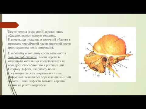 Кости черепа (ossa cranii) в различных областях имеют разную толщину. Наименьшая